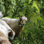 Nepal_35