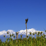 Nepal_40