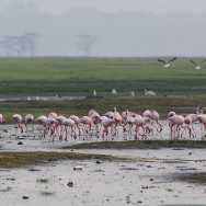Kenia 12