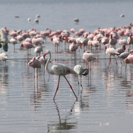 Kenia 15