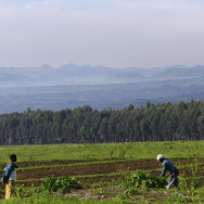 Ruanda 02