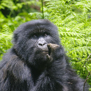 Ruanda 03