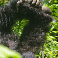 Ruanda 05