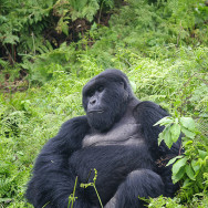Ruanda 06