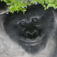 Ruanda 07