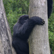 Ruanda 08