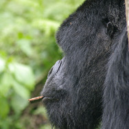 Ruanda 09
