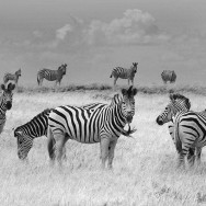 Botswana 09