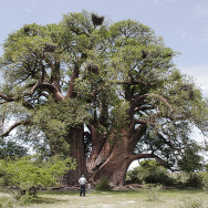 Botswana 10