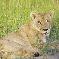 Botswana 12
