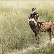 Botswana 14