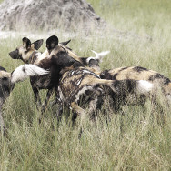 Botswana 15
