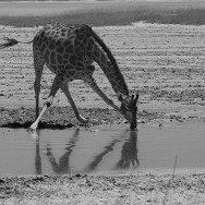 Namibia 47