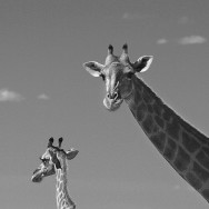 Namibia 49