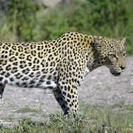 Namibia 50