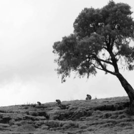 ETIOPIA 17