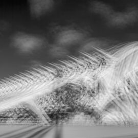 zzbra_16